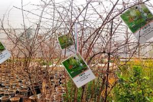 پویش درختکاری