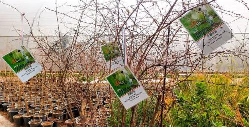 پویش درختکاری